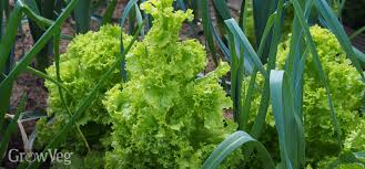 Considering you grow a mix of herbs, fruits, and vegetables, taking care of a thriving edible garden is a rewarding hobby in more ways than one! How To Prevent Bolting In Vegetable Crops