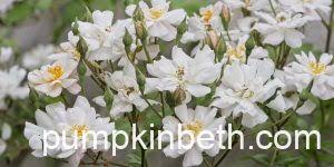 Divine Rose Gardens to Visit & Fabulous Rose Garden Events to Attend in  Summer 2025!