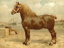 From wikimedia commons, the free media repository. Horse Breeds Belgian Horse Belgische Paard After Eerelman C 1898 Pictura Antique Prints