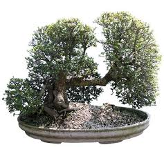For an indoor tree that offers low maintenance care consider the brussel's bonsai dwarf jade. Buy Bonsai Trees Large Dwarf Jade Bonsai Tree Bonsai Tree Dwarf Jade Specimen Bonsai Portulacaria Afra The Bonsai Store