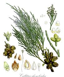 Image result for Cupressaceae