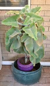 Kalanchoe Beharensis Elephant Ears Elephant Ears Succulents Plants