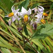 Image result for Solanaceae