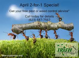 All defense pest control termite control treatments begin with a free, thorough inspection of your home to search for signs of termite activity, including after this termite examination, our trained termite exterminators in arizona will employ scientifically proven control methods to combat the. Irish Pest Weeds Termite Llc Home Facebook