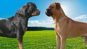 Compare boerboel and bullmastiff and rottweiler. Rottweiler Vs Bullmastiff Highlights Youtube