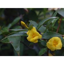 Image result for Gelsemiaceae