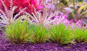 Image result for Eriocaulon truncatum