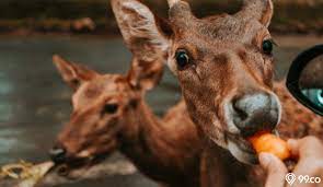 Jumlah kebun binatang di kota bandung ini bisa dibilang cukup banyak. 25 Gambar Kebun Binatang Dengan Ragam Jenis Hewan Ada Yang Unik