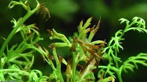 Image result for Aquarium Plants With Simple Alternate Leaf Floating Beneath Water.