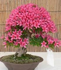 Bonsai Modelleri Kucuk Saksi Agaci Modelleri Orguhobi Com Bonsai Bitkisi Bonsai Agaclari Bitki