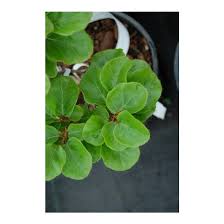 Image result for Fagus sylvatica Cockleshell