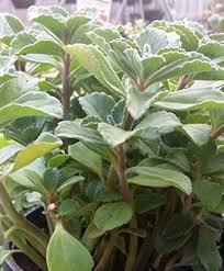 Image result for Plectranthus guruensis