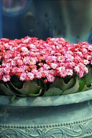 Image result for Kalanchoe calandiva