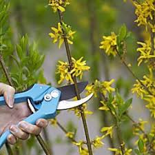 Forsythien Richtig Schneiden Garten Hochbeet Straucher Garten Garten