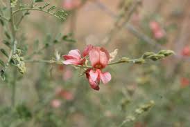Image result for Indigofera heterotricha