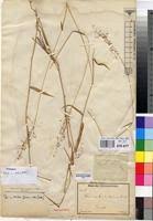 Image result for Panicum trichocladum