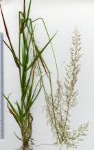 Image result for Sporobolus pyramidalis