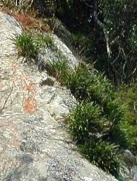 Image result for Tridactyle bicaudata