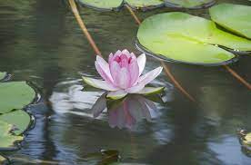 Free Image On Pixabay Lotus Flower Flower Lotus Image Free Images Download Free Images