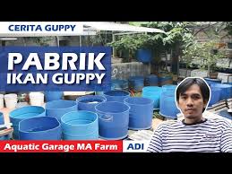 Guppy platinum, guppy terbaik 2019, ikan guppy, guppy, jenis ikan guppy, guppy dragon, guppy afr, guppy blue grass, guppy termahal, guppy cobra, cara budiday. Mengenal 40 Jenis Jenis Ikan Guppy Types Of Guppy Fish Litetube
