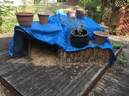 The best outdoor cat houses are strong, sturdy, and protective. Using A Shed As An Outdoor Cat Shelter For Multiple Cats For Winter