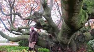 Le Hetre Pourpre De Lompret Qui Veut Devenir L Arbre De L Annee La Voix Du Nord