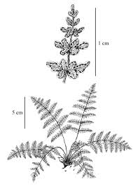 Image result for Cheilanthes similis