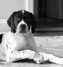 Black And White Pointer Dog Pin By Todd Perdue On Pointers English Pointer Dog Pointer Dog English Pointer