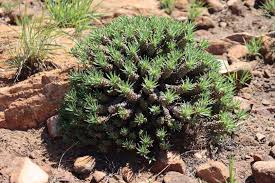 Image result for Euphorbia davyi