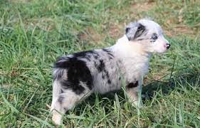Border Collie Puppies For Sale San Antonio Tx 153084