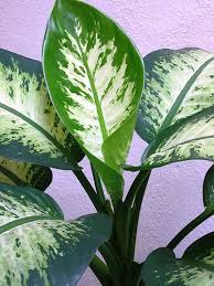 Another Dieffenbachia Species Some More Info Dieffenbachia Amoena Tropic Snow Plants Low Light Plants Plant Leaves