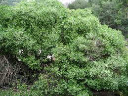 Image result for Myoporum laetum