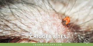 Check spelling or type a new query. How To Get Rid Of Chiggers In Your Yard And Prevent Cg Lawn