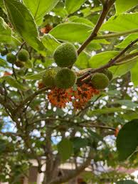 Image result for Broussonetia papyrifera