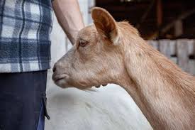 2 kepala & 8 kikil (kaki kambing) di potong, 7 bawang putih, 9 bawang merah, 3 ruas kunyit, 1 ruas jahe, secukupnya ketumbar, secukupnya merica, secukupnya kemiri, secukupnya salam, secukupnya lengkuas, 3 lembar daun jeruk, secukupnya garam. Resep Kikil Kepala Kambing Resep Kikil Kepala Kambing Resep Gulai Kepala Kambing Cascainotizie