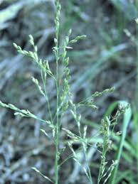 Image result for Agrostis continuata