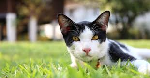 ‪Pet Myths: Are Pet Cats Descended from Lions & Tigers?‬‏