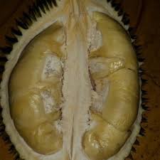 Meski demikian, buah yang satu ini berbicara mengenai buah yang satu ini, ada kisah seorang petani yang memiliki berbagai macam jenis durian di ladangnya. Jenis Jenis Durian Di Malaysia Berita Viral
