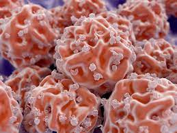 Stem Cells And Degenerative Disc Disease