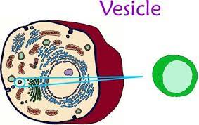 Nobel Winners For Discoveries On Cellular Vesicle Transport The Koyal Group Infomag Organelles Cellular Discovery