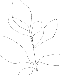 Black And White Botanical Prints Framed Black White Botanical Illustration Print Minimalist Line Etsy Botanical Line Drawing Unframed Art Prints Framed Art Prints