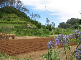Santana Madeira Portugal Archipelago Outdoor Farmland