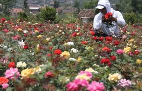 Bunga mawar adalah salah satu jenis bunga yang biasa dipakai untuk lambang romantisme, atau melambangkan ungkapan rasa kasih sayang kepada seseorang. Budidaya Bunga Mawar Peluang Usaha Cara Menanam Dan Analisanya Lengkap