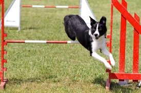 Anhänger selber eine wippe bauen. Agility Hindernisse Selber Bauen So Gelingen Hohenverstellbare Hurden