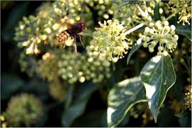 One of the very few insects other than bees to produce and store honey. Wasps And Hornets