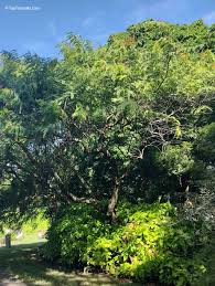 Image result for Cassia roxburghii