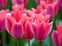2035 313 rose flower love. Tulip Pink Tulip Flower Full Hd Desktop Background Image Free Image
