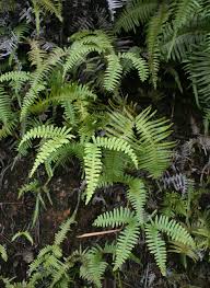 Image result for Pteris linearis