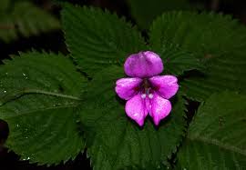 Image result for Impatiens sylvicola