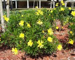 Image result for Euryops chrysanthemoides